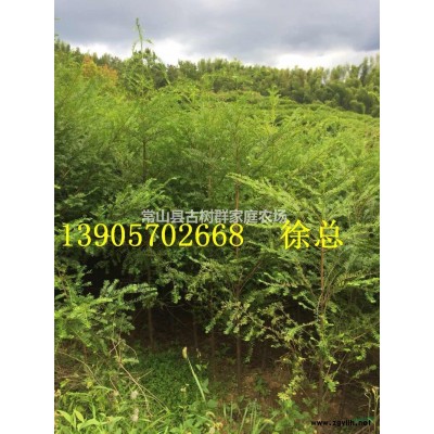 衢州大山里的红豆杉/银杏/香樟/鸡爪槭/枫香/樱花