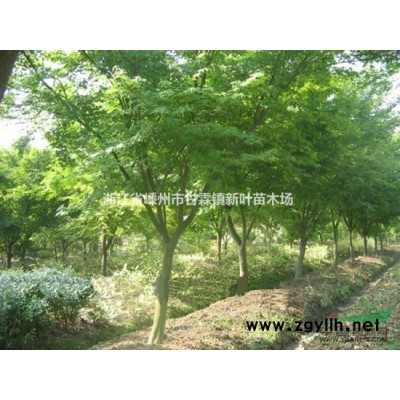 广玉兰 嵊州广玉兰 浙江广玉兰 广玉兰价格