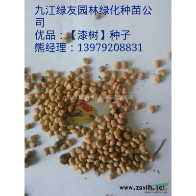 江西香樟树*新报价/香樟树图片