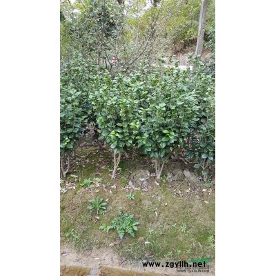 浙江宁波广玉兰