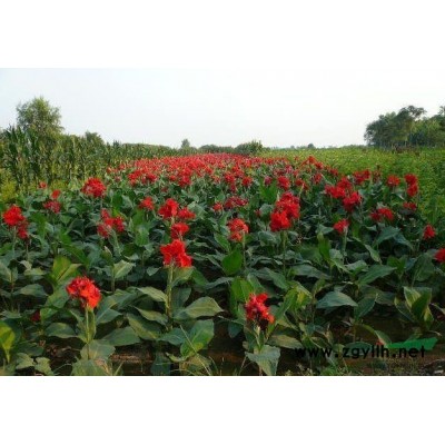 四川广玉兰*新报价/广玉兰图片