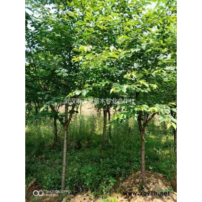 20公分精品香樟