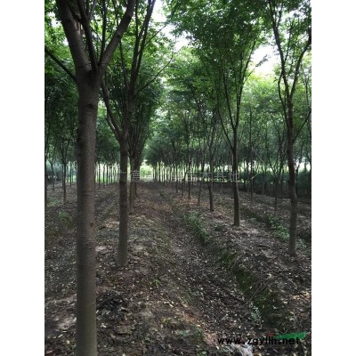 安徽广玉兰10-12公分