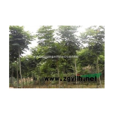 安徽供应广玉兰，1-12公分广玉兰树苗批发，*便宜广玉兰价格