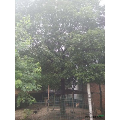 江苏句容广玉兰直供