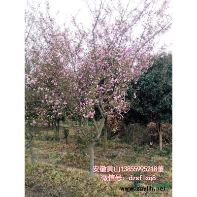 广玉兰  洋玉兰（米4-38cm）安徽黄山 苗圃货源