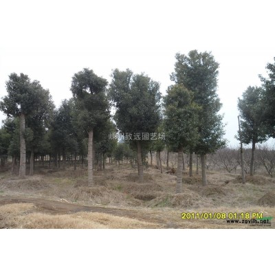 移栽香樟 嵊州移栽香樟苗圃直供 香樟规格*