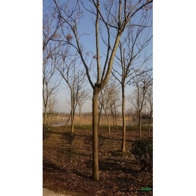 2018年江苏香樟*新报价