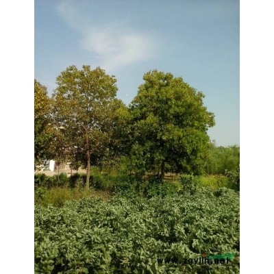 银杏1行情报价\银杏1图片展示