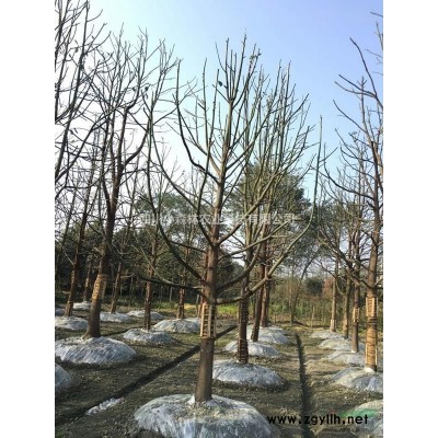 供应香樟，丛生香樟，香樟熟货，全冠香樟图2