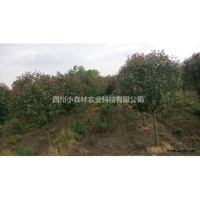 供应香樟，丛生香樟，香樟熟货，全冠香樟图3