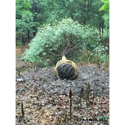 吴江区供应批量精品广玉兰