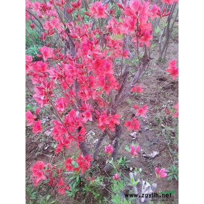 广玉兰2*新价格/广玉兰2报价