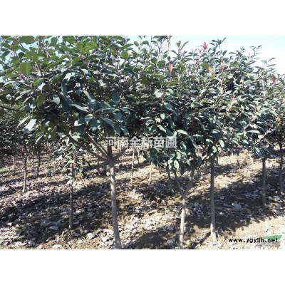 供应10公分以下广玉兰