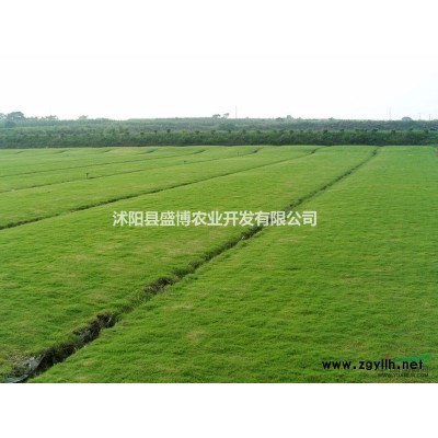 虎丘广玉兰价格