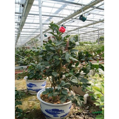 银杏1图片\银杏1报价