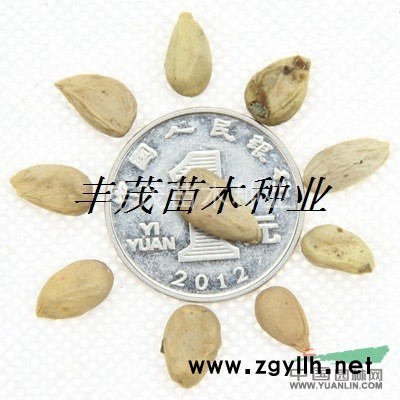 银杏种子价格