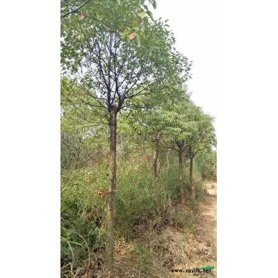 香樟种子报价/江西香樟种子报价