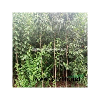 河南供应香樟