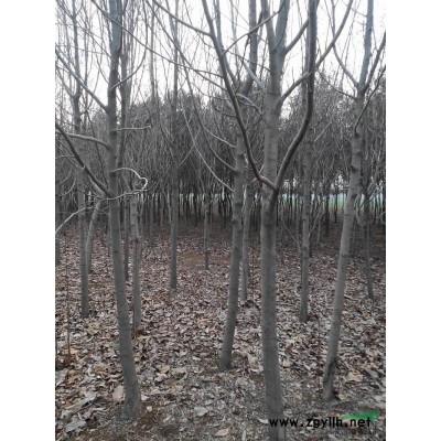 广玉兰5公分报价/河南广玉兰5公分报价