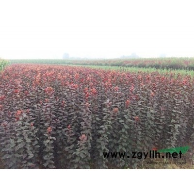 陕西大量出售高度1米到1.5米的银杏小苗