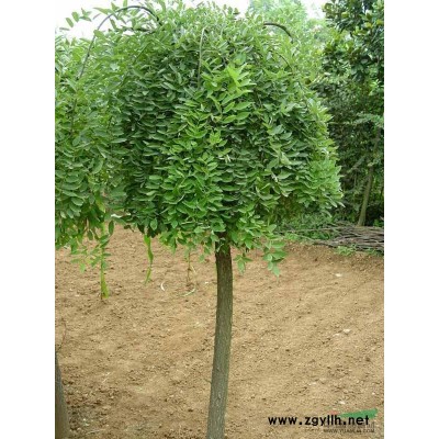 江苏银杏*新报价/银杏图片