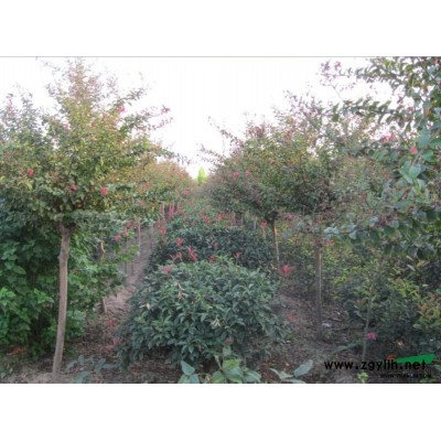 广玉兰供应   广玉兰*新价格   广玉兰图片以*新信息