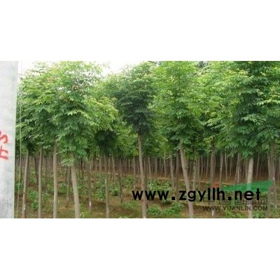 湖南银杏*新报价/银杏图片