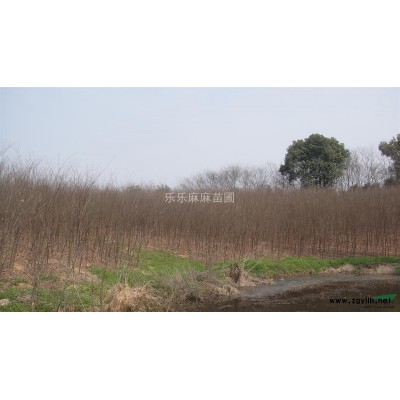 广玉兰 广玉兰价格 江苏广玉兰 常州广玉兰