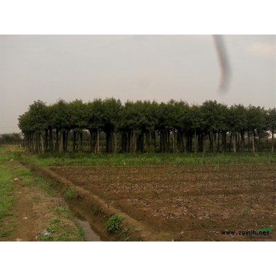 湖南广玉兰 玉兰出售  广玉兰报价格