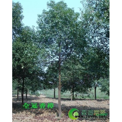 湖南地区供应10－18cm广玉兰