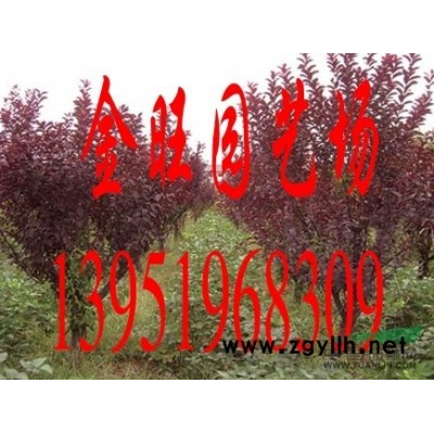 15公分香樟价格，南京香樟报价