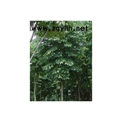 10公分香樟1000棵，2年生金边黄杨、大叶黄杨各50万棵