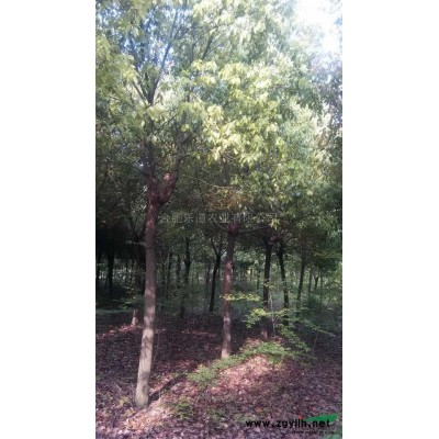 优惠香樟价格 安徽香樟报价香樟基地实拍 香樟价格表