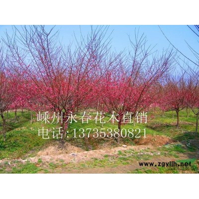 大量提供 3cm-20cm的广玉兰，树形饱满，价格优惠