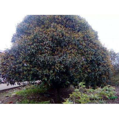 香樟报价/安徽香樟报价15公分香樟上车480元