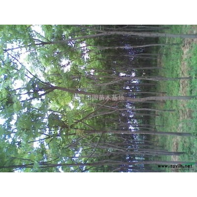 安徽广玉兰*新价格/安徽广玉兰报价