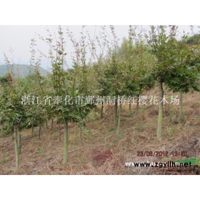 各种规格的广玉兰