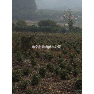 发家致富好项目，就是种植香樟树，出售纯正香樟树苗