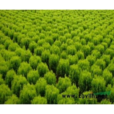 银杏 银杏树 嫁接银杏苗 各种规格银杏