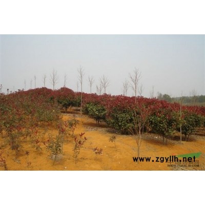 广玉兰、广玉兰精品、广玉兰图片