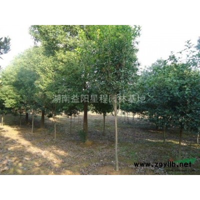 益阳无患子，益阳广玉兰，益阳乐昌含笑，