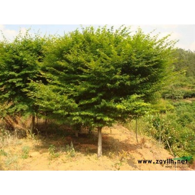 供应广玉兰3/浙江广玉兰3低价格批发