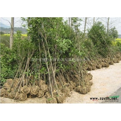 樟树、香樟苗木