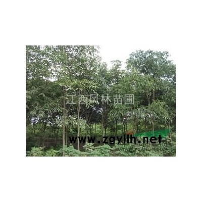 江西大量供应各种规格大小香樟，2015年香樟树苗*新报价