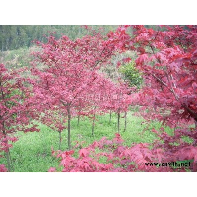 18---25公分香樟，江苏香樟，香樟*低价格，出售香樟