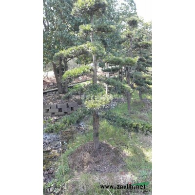 大量供应桂花罗汉松香樟等