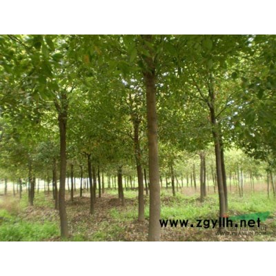 香樟图片\香樟报价