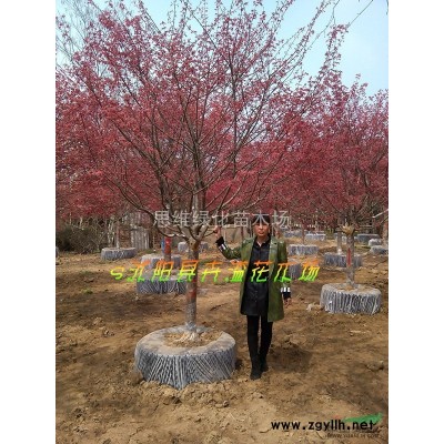 紫叶李 八月桂花 法国冬青红枫 银杏