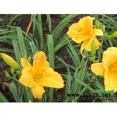 山东银杏*新报价/银杏图片